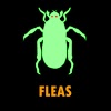 air.Fleas