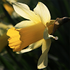 air.uk.co.brooksdesigns.DaffodilWay