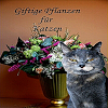 appinventor.ai_pavelkerbic.Giftige_Pflanzen_Liste_Katzen