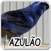 appinventor.ai_thomassfernandes.Songs_birds_Brazil