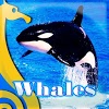 che.ballenas