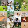 com.EyadLLC.BirdSounds