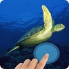 com.afonline.watertouch.turtles