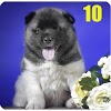 com.appbelle1.most.expensive.dog.breeds.world