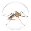 com.cyberlabo.android.mosquito
