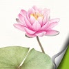 com.dlto.atom.theme.cb.botanicalart_waterlily