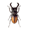 com.dmitsoft.beetle