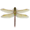 com.dmitsoft.dragonfly