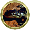com.htapps.salamanderspecies
