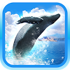 com.iprope.whale