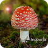 com.isoperla.mushroomid