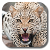 com.kklivewallpaper.leopard