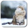 com.kklivewallpaper.snowcat