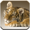 com.klogicapps.animaltigergallery.wallpaper1