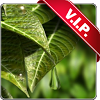 com.leafwaterdroppaidgoimbh.app