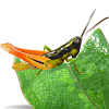 com.lucidcentral.mobile.aphis.grasshoppers