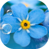 com.neygavets.livewallpaper.forgetmenot