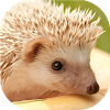 com.neygavets.livewallpaper.hedgehogs
