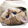 com.neygavets.livewallpaper.kittens