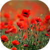com.neygavets.livewallpaper.poppies