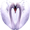 com.quiautoi.swans