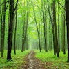 com.redait.wallpapers.forest.hd.paq