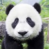 com.sample.pandas