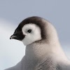 com.sample.penguins