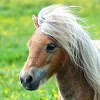 com.sample.pony