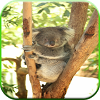 com.schwapf.koalagame.free
