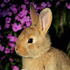 com.sepulkary.bunny