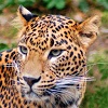 com.sepulkary.jaguar