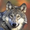 com.sepulkary.wolf