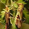 com.szwarcsoft.jigsawpuzzle.insects
