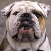 com.thorappsandroid.bulldogs