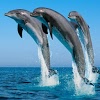 com.thorappsandroid.dolphin
