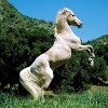 com.thorappsandroid.horses
