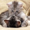 com.thorappsandroid.kittens