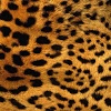 com.thorappsandroid.leopard_print