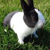 com.thorappsandroid.rabbits