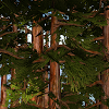 com.tribaloid.redwoodslivewallpaper