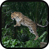 com.xixgames.leopardsimulator