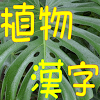 jp.ao_zora.quizPlant