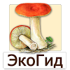 ru.ecosystem.fungi