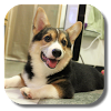 com.kklivewallpaper.corgi