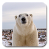 com.kklivewallpaper.polarbear
