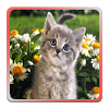 com.koldev.lwp.kittens.android.full