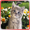 com.koldev.lwp.kittens.android