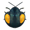 com.milo.coleoptera