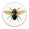com.milo.diptera